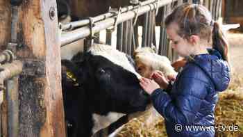Gesundes Leben auf dem Bauernhof: Warum Kuhstall-Staub gut für Kinder ist