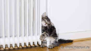 14 schlafende Katzen, deren Anblick Sie verzaubern wird