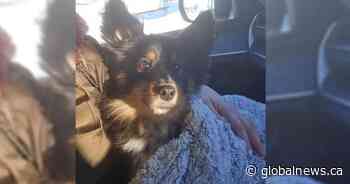 ‘Best day of my life’: Bella the dog found after escape from Saskatoon groomer