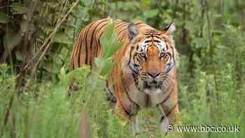 Tiger trackers used to spy on women