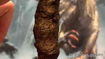 Fossilized dinosaur feces and vomit help scientists reconstruct the creatures' rise