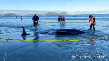 New Zealanders save more than 30 stranded whales by lifting them on sheets