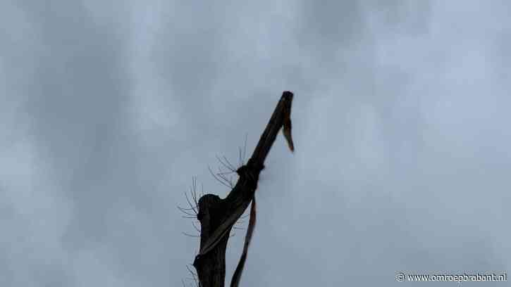 Trotse giraffe is onthoofd: 'Er heeft al een beest op z'n kop gekakt'