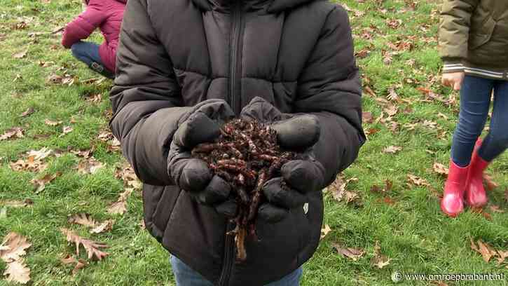 Heel veel regenwormen ingezet tegen wateroverlast in deze woonwijk