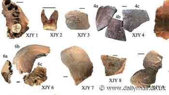 Scientists discover new human species with an unusual physical feature that went extinct 200,000 years ago