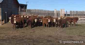 Shortage of cattle behind recent jump in beef prices, industry says