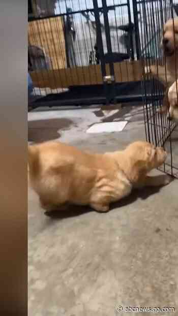 WATCH:  ‘Tripod’ puppy doesn't let her missing paw hold her back