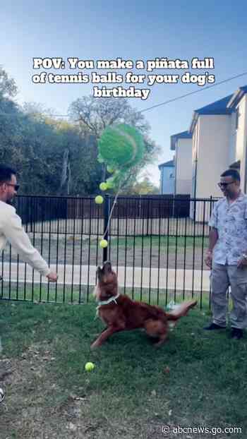 WATCH:  Dog surprised with piñata full of tennis balls for birthday