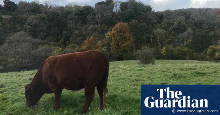 The return of bovine TB is a threat to our farm | Sarah Laughton