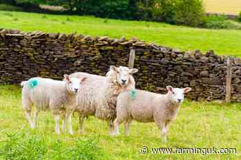 Size of Wales' national sheep flock at lowest level in 13 years