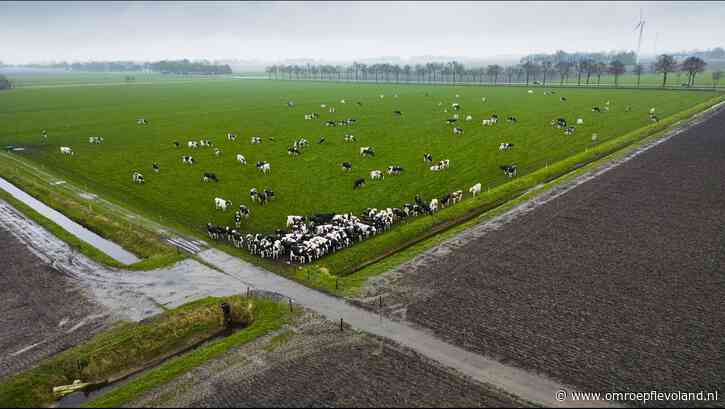 Flevoland - Aantal landbouwdieren in Flevoland licht gestegen