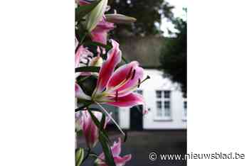 Winnaars gekozen van fotowedstrijd Hoogstraten in Groenten en Bloemen
