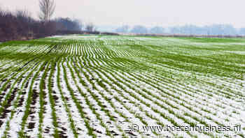 Droogte in Amerikaanse wintertarwe neemt rap af