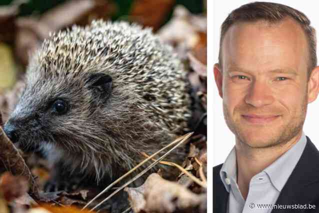 Luchthavengemeente neemt maatregelen voor bescherming van de egel: “We kunnen het tij keren”