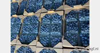 Marokko verwacht goed seizoen voor blauwe bessen