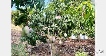 Meer Spaanse mango's geoogst dan aanvankelijk verwacht