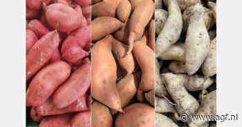 Areaal zoete aardappel neemt toe in Ghana, met nieuwe variëteiten en jaarronde teelt