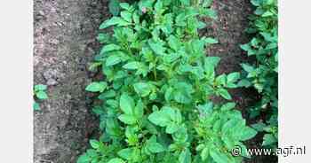 Nederlandse teler pioniert met echt aardappelzaad voor duurzame teelt van krieltjes