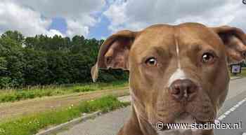 Letsel bij dode hond is opzettelijk toegebracht volgens politie