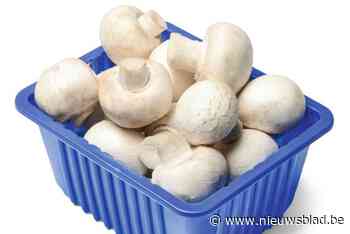 Weg met de blauwe bakjes, Mechelse supermarkten verkopen champignons vanaf volgend jaar in herbruikbare verpakking