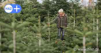 Weihnachten 2024 in Hannover: Hier den Weihnachtsbaum selber schlagen