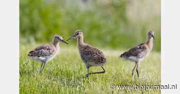 Heel weinig jonge grutto's in 2024