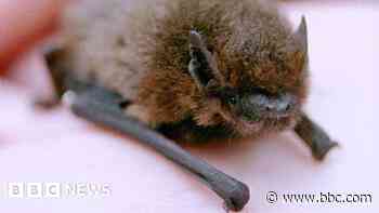 Church hails solution to bat dropping problem