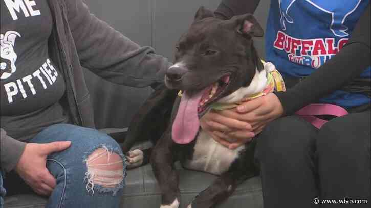 1-year-old Madison loves dogs, cats and kids