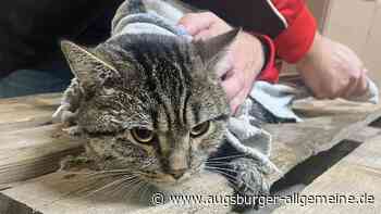 Wo ist Milo? Suche nach gerettetem Kater aus dem Schäfflerbach