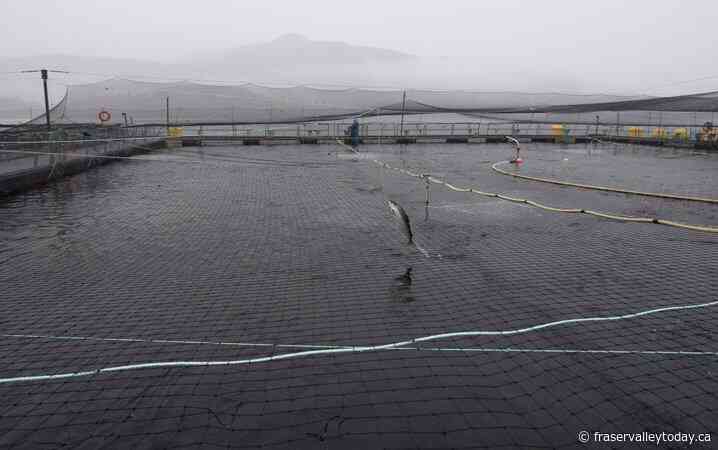 Eliminating open-net fish farms in B.C. would cost taxpayers billions: report