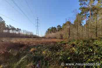 Limburgs Landschap gaat Beesbos beheren: “De hei krijgt zijn heide terug”