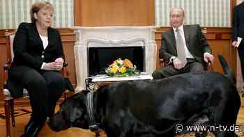 17 Jahre später: Putin entschuldigt sich bei Merkel für Hunde-Eklat