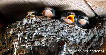 Toch geen verplichte nestkasten voor vogels en vleermuizen bij nieuwbouw: ‘Dit is een teleurstelling’