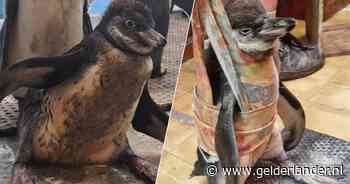 Zo leerde manke Flop opnieuw waggelen als een pinguïn