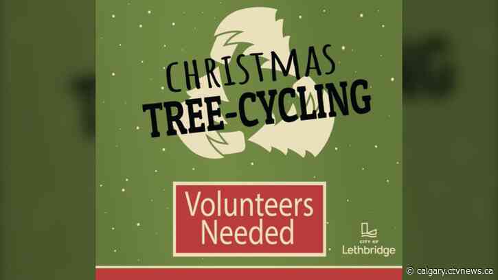 City of Lethbridge seeks youth group to help recycle Christmas trees for $10K