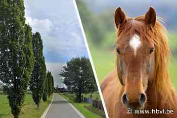 Politie zoekt getuigen na verminking van paarden in Hamont: “De dierenarts had zoiets nog nooit gezien”