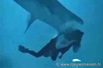 Afschuwelijk moment dat de haai de duiker bespringt en hem probeert te onthoofden