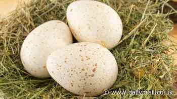 People are just realizing why we don't eat turkey eggs