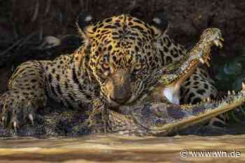 Münster präsentiert die 100 besten Tier- und Naturfotos der Welt