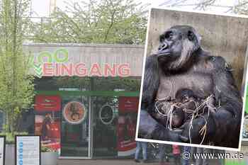 Gorillas im Allwetterzoo haben Nachwuchs bekommen