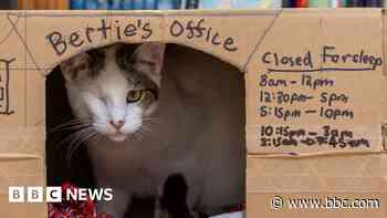 Newspapers and trending: Home office for one-eyed Bertie the cat