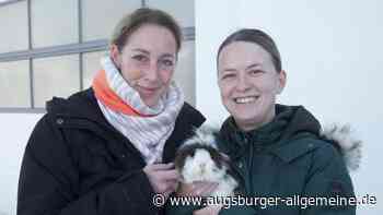 Glück im Unglück: Ausgesetztes Meerschweinchen findet neues Zuhause