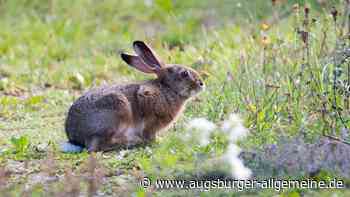 „Konnte nicht mehr stehen“: Jäger spricht über seine Infektion mit der Hasenpest