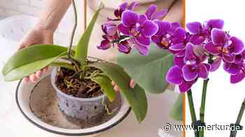 Orchidee blüht nicht: Einfacher Trick beschert neue Blütenpracht