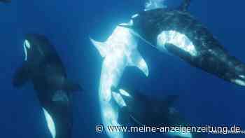 Orca-Gruppe jagt Walhaie in koordinierten Attacken