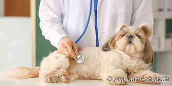 Die 10 häufigsten Hundekrankheiten: Wie erkennt man sie? Teil 2