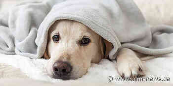 Die 10 häufigsten Hundekrankheiten: Wie erkennt man sie? Teil 1