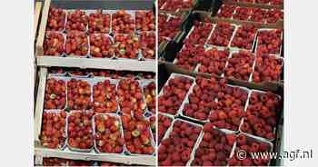 "Kwaliteit herfstaardbeien en -frambozen tot het einde goed"