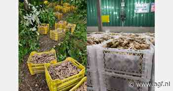 "Peruaanse gemberexporteurs staan voor een prijzenoorlog"