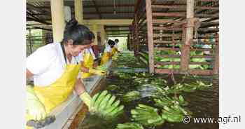 "Europese kopers wenden zich weer tot Ecuador voor meer bananen"
